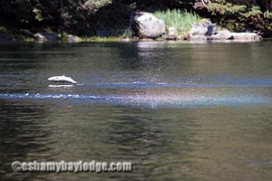 Jumping Salmon near Eshamy Bay Lodge