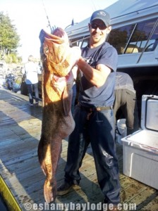 Lingcod