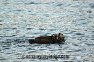 Sea Otters in Alaska