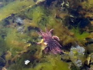 Seastar.web