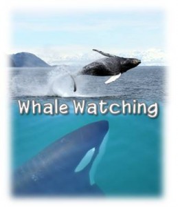 Whale Watching